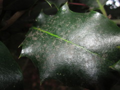 Phyllactinia guttata