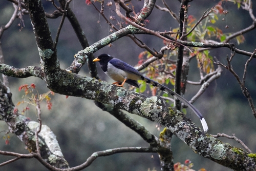 Yellow-billed Blue Magpie (Urocissa flavirostris)