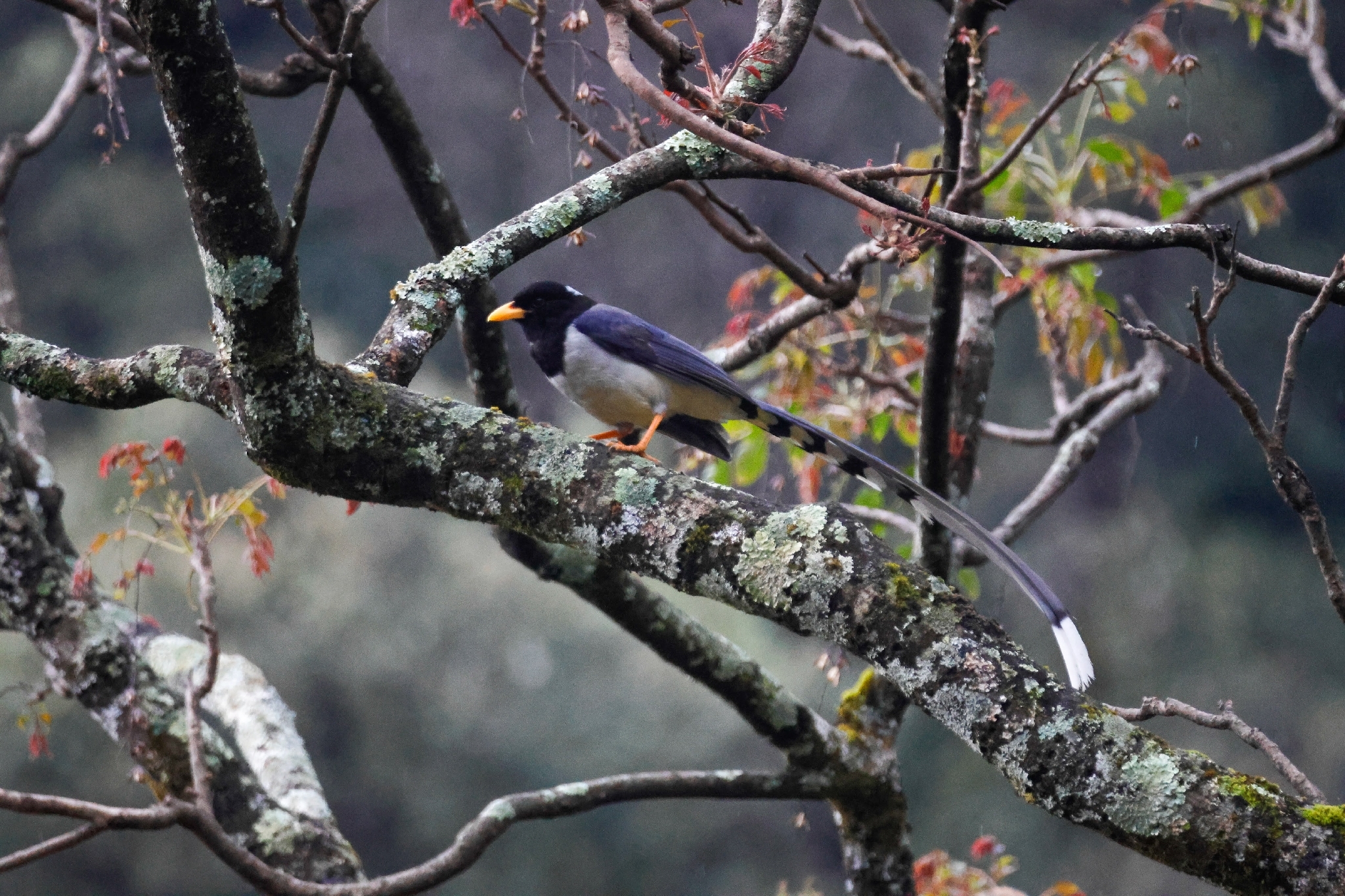 Yellow-billed Blue Magpie (Urocissa flavirostris), photo 1