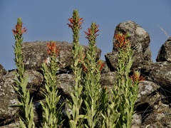 Siphocampylus foliosus