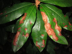 Mycosphaerella rhododendri