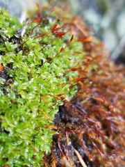 Encalypta rhaptocarpa