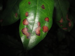 Mycosphaerella rhododendri