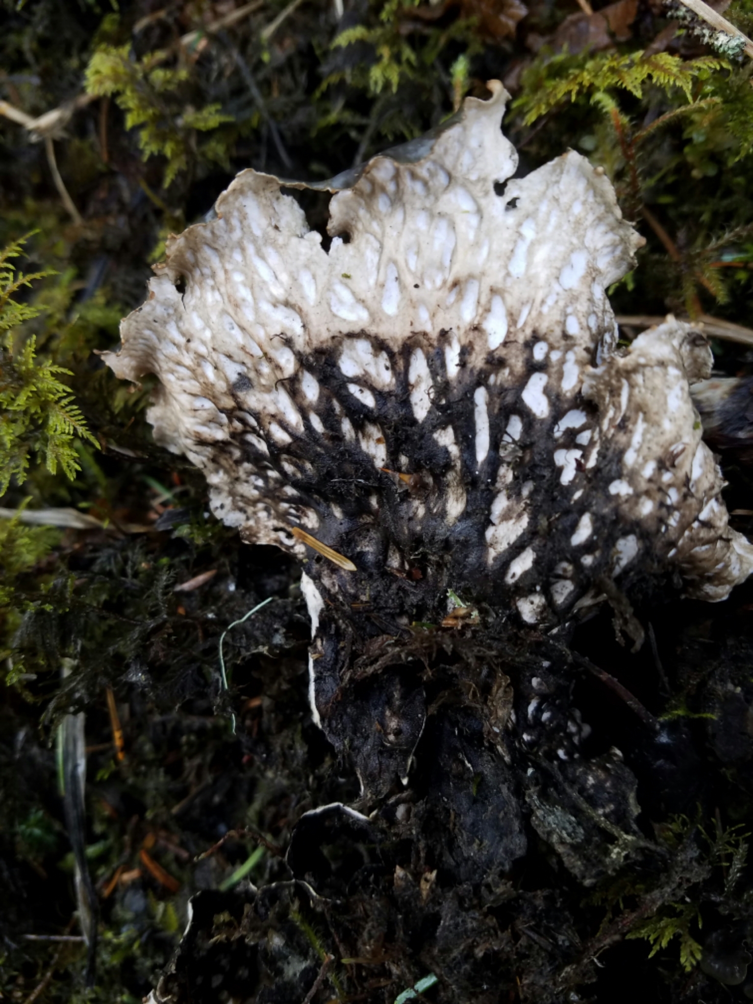 Peltigera neopolydactyla image