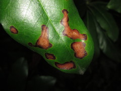 Mycosphaerella rhododendri