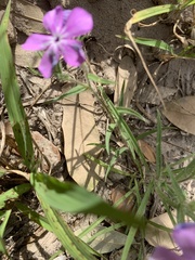 Phlox glabriflora