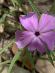 Phlox glabriflora