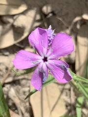 Phlox glabriflora
