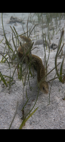 Gymnothorax richardsonii