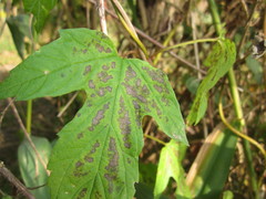 Septoria humuli