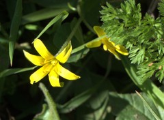 Gagea peduncularis