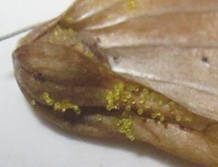 Hymenoscyphus humuli