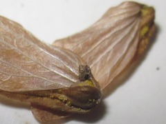 Hymenoscyphus humuli