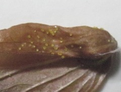 Hymenoscyphus humuli