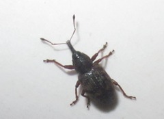 Dorytomus taeniatus