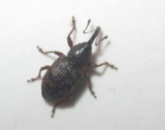 Dorytomus taeniatus