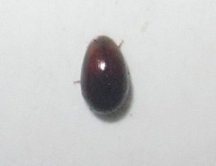 Olibrus affinis