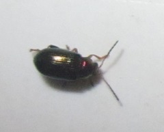 Crepidodera aurata