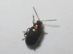Crepidodera aurata