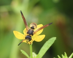 Ancistrocerus lineativentris