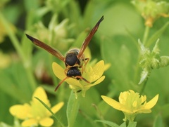 Ancistrocerus lineativentris