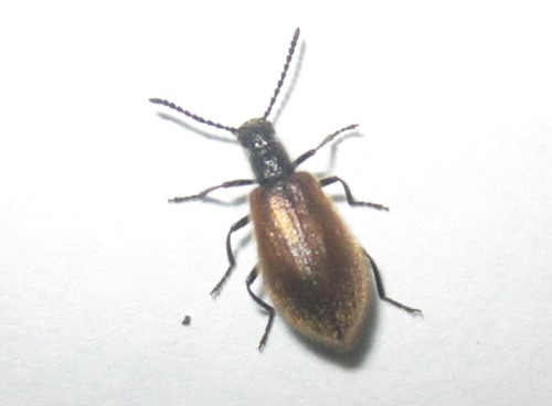 Rough-haired Lagria Beetle, Voorschoten, Nederland, photo 9 of 10