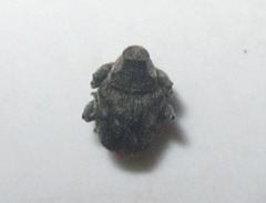 Parethelcus pollinarius