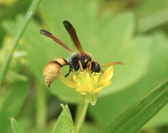Ancistrocerus lineativentris