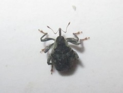 Parethelcus pollinarius