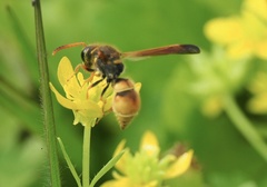 Ancistrocerus lineativentris