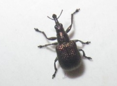 Involvulus cupreus