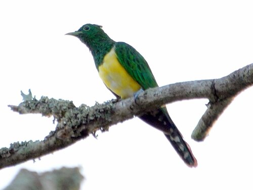 iNaturalist image