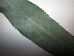 Erysiphe salicis
