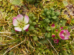 Gentianella cerina
