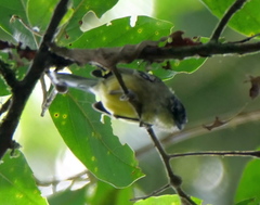 Herpsilochmus axillaris