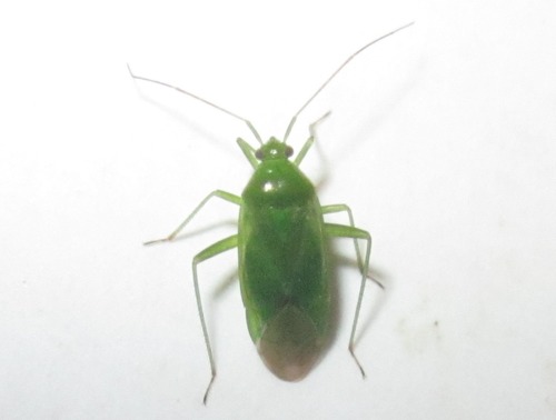 Common Green Capsid, Voorschoten, Nederland, photo 6 of 10
