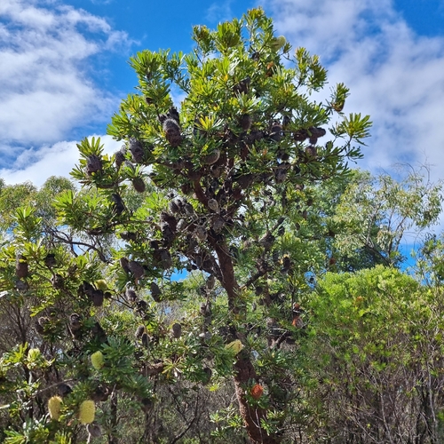 Banksia aemula, photograph 6