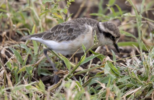 iNaturalist: (c) Kobus Lubbe, some rights reserved (CC BY-NC), uploaded by Kobus Lubbe iNaturalist image