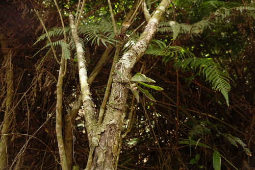 Thrixspermum saruwatarii iNat (3)