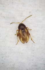 Phyllotreta exclamationis