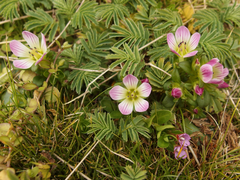 Gentianella cerina
