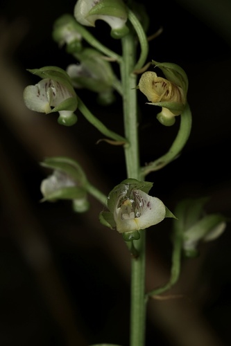 Eulophia pulchra observed 2026-03-02
