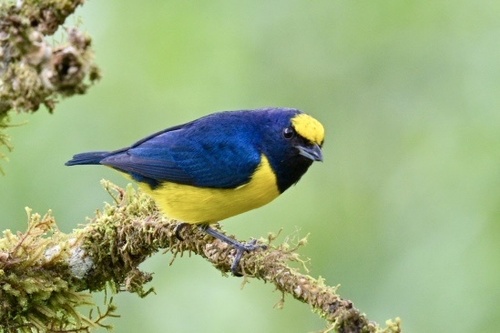 Spot-crowned Euphonia (Euphonia imitans), photo 5