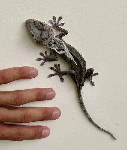 Gekko gecko