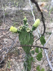 Opuntia caracassana