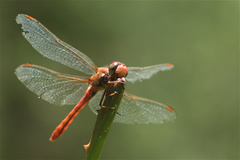 Sympetrum gilvum