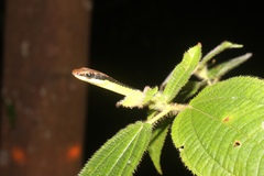 Dendrelaphis cyanochloris