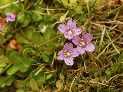 Epilobium confertifolium (Epilobium confertifolium)