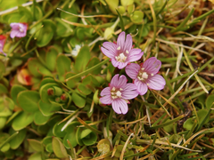 Epilobium confertifolium
