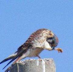 Falco sparverius